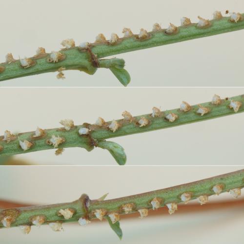 Réf. 309 736 : Ricania speculum